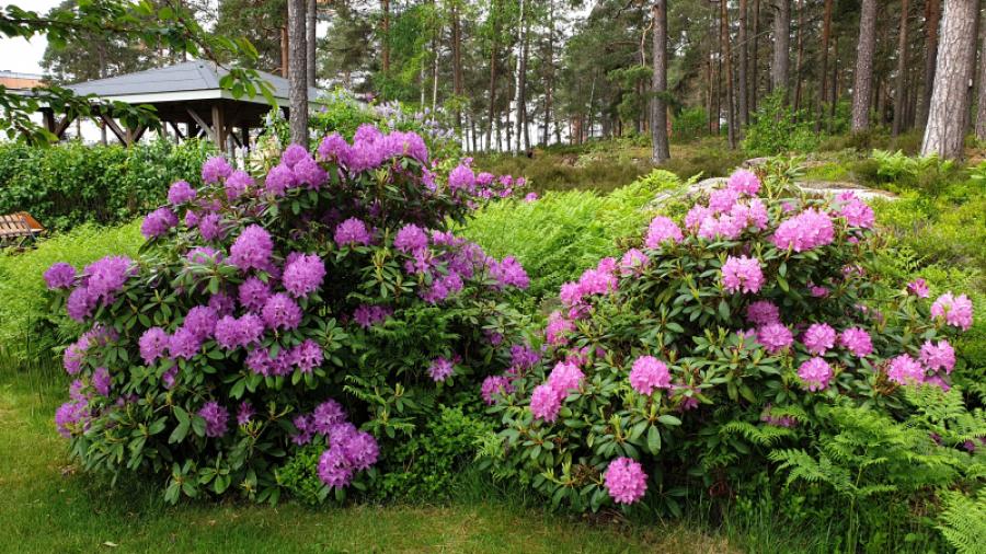 Våra fina rhododendronbuskar