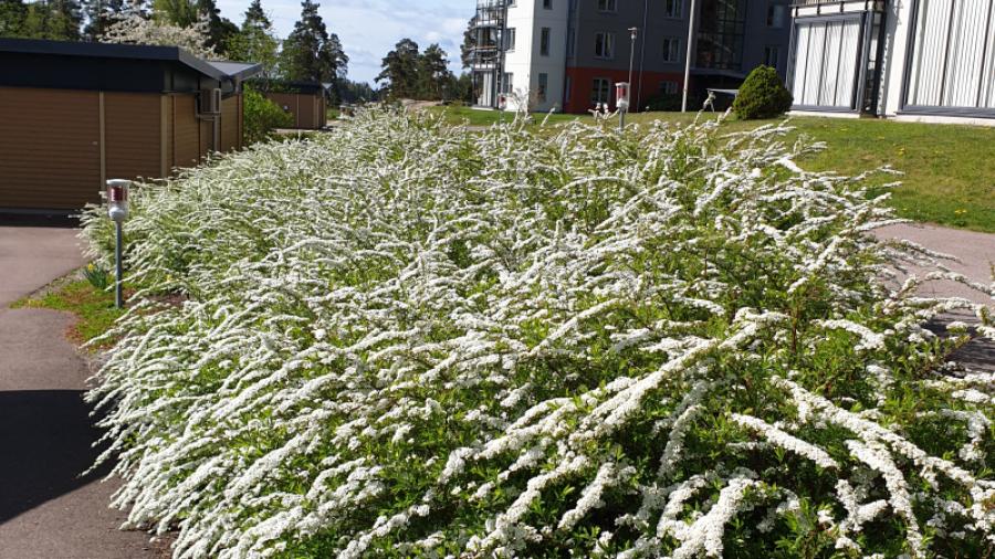 Brudspirean i full blomning