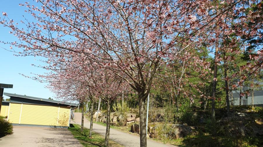 Körsbärsträden i blom